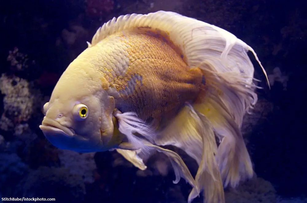 Ikan Oscar Albino