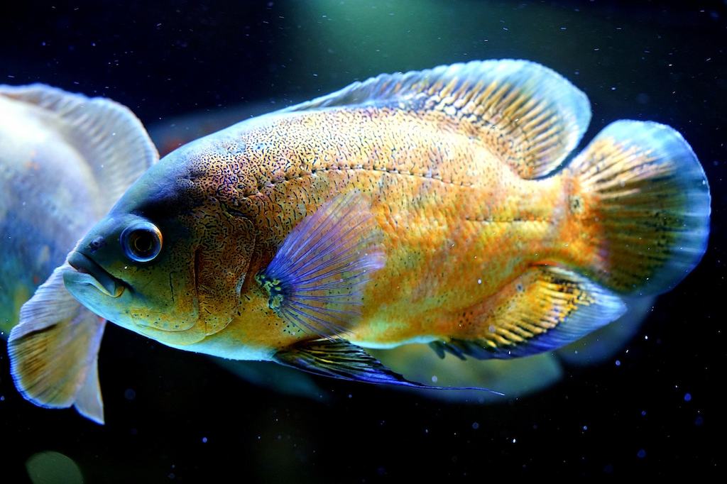 Ikan Oscar Tiger