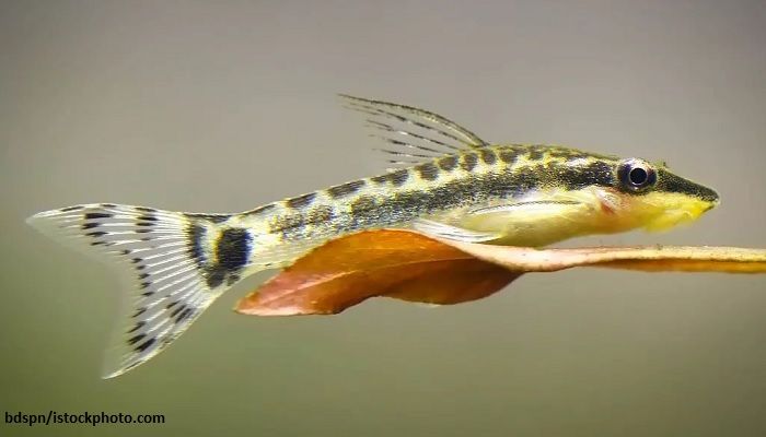 Hora do rango galera 😋. Cobrinha kuhli 🐍 Nome popular: Cobrinha Kuhli,  Coolie Loach Nome científico: Pangio kuhlii, Valenciennes, 1846 Família:, By acquastore.aquarismo