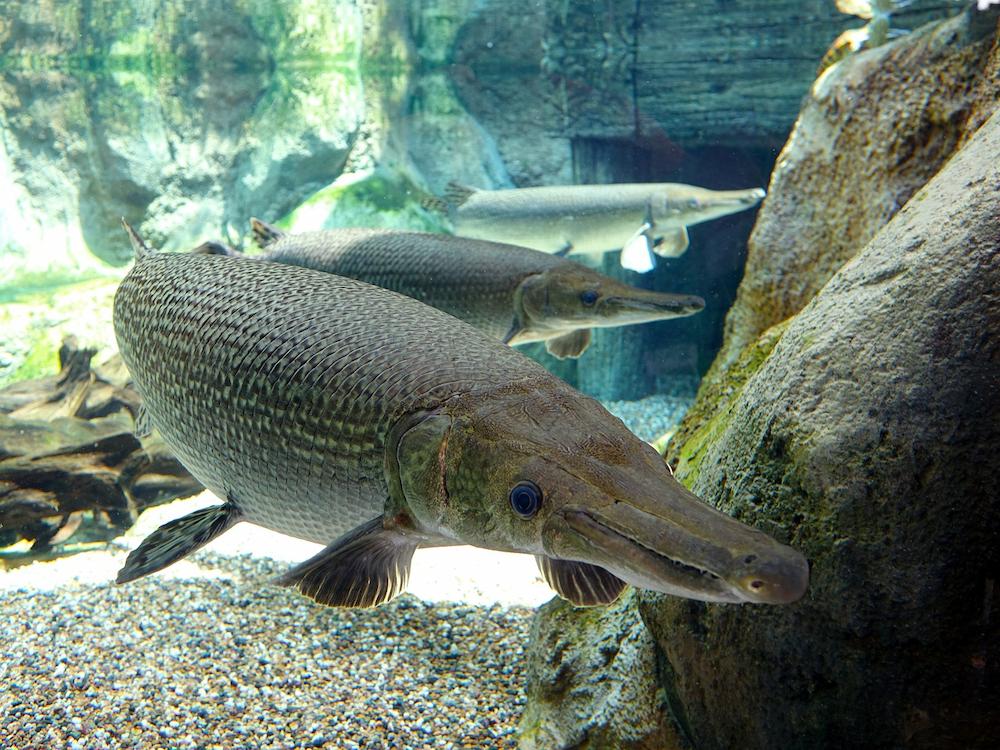 Ikan Predator Air Tawar Alligator Gar