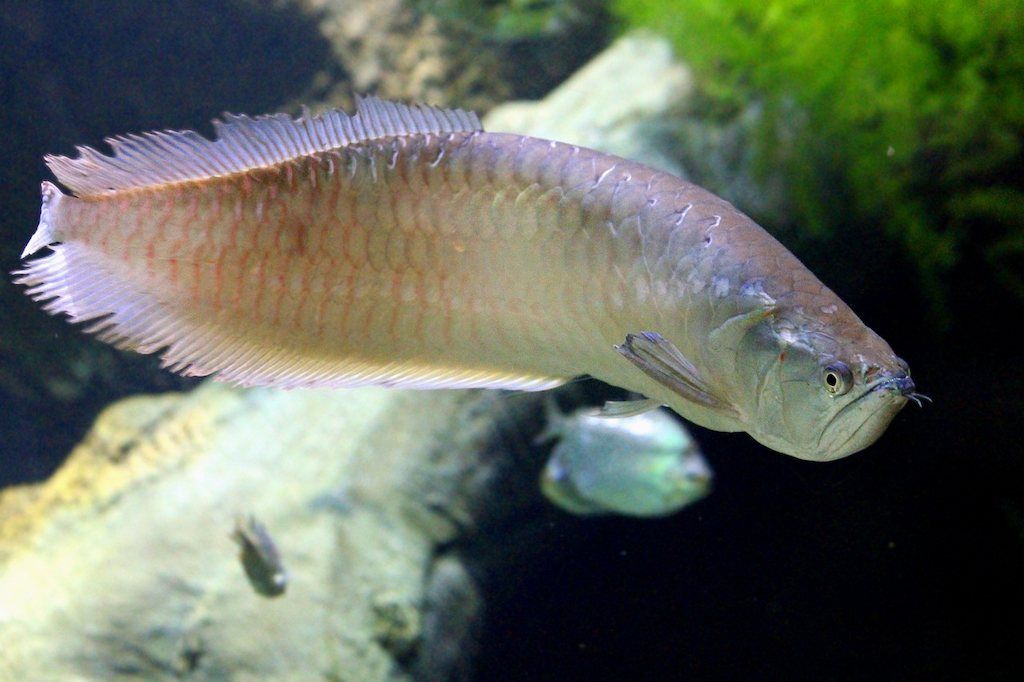 Ikan Predator Air Tawar Arwana