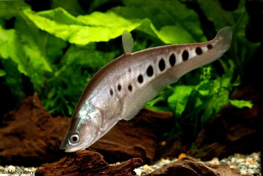 Ikan Predator Air Tawar Belida