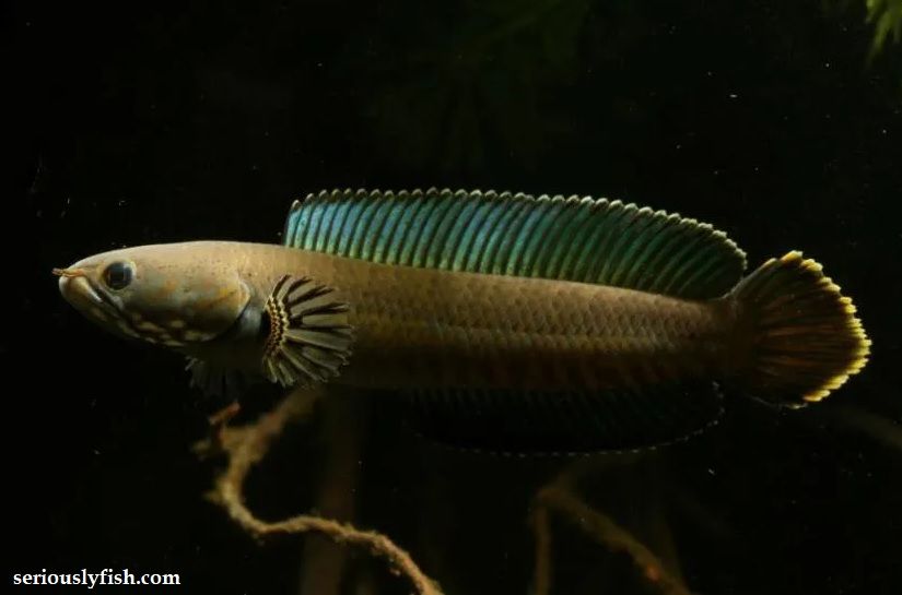 Ikan Predator Air Tawar Channa