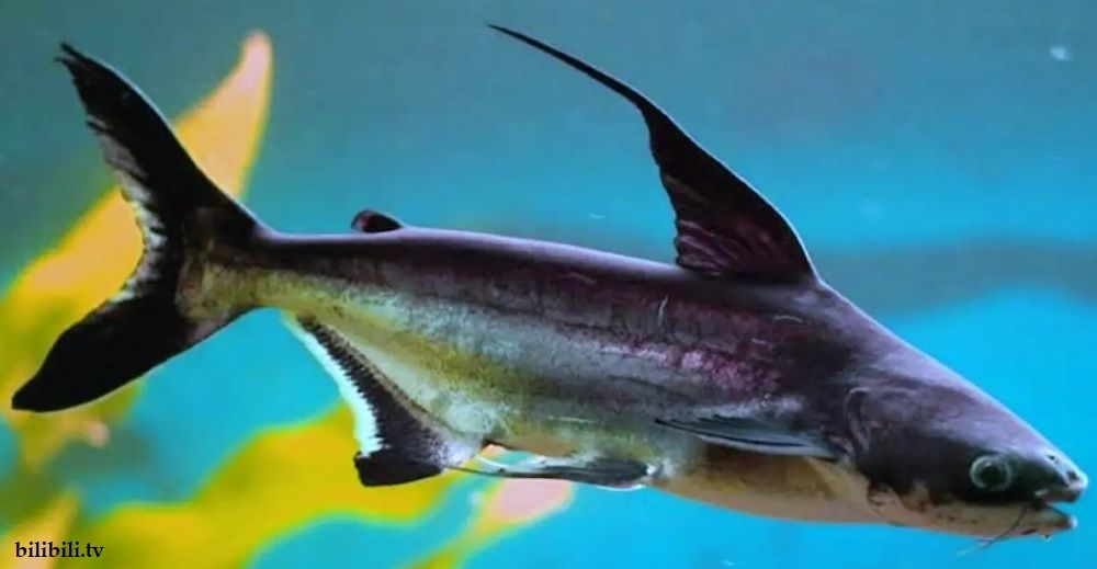 Ikan Predator Air Tawar Genghis Khan
