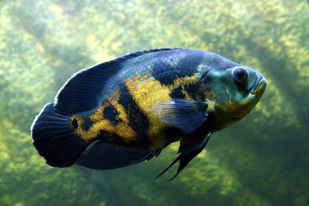 Ikan Predator Air Tawar Oscar