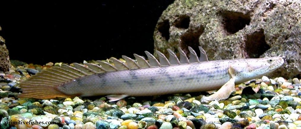 Ikan Predator Air Tawar Palmas