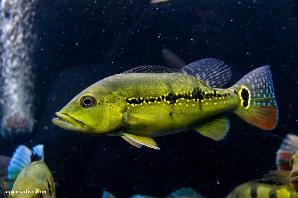 Ikan Predator Air Tawar Peacock Bass