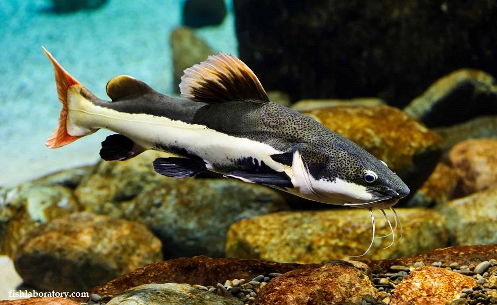 Ikan Predator Air Tawar Redtail Catfish