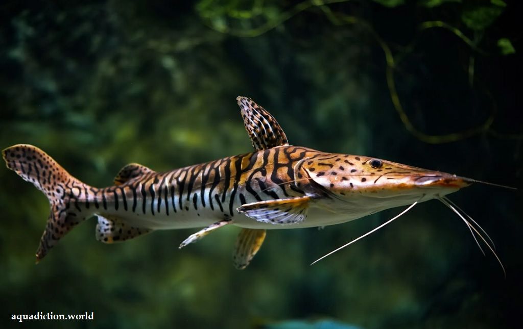 Ikan Predator Air Tawar Tiger Shovelnose Catfish