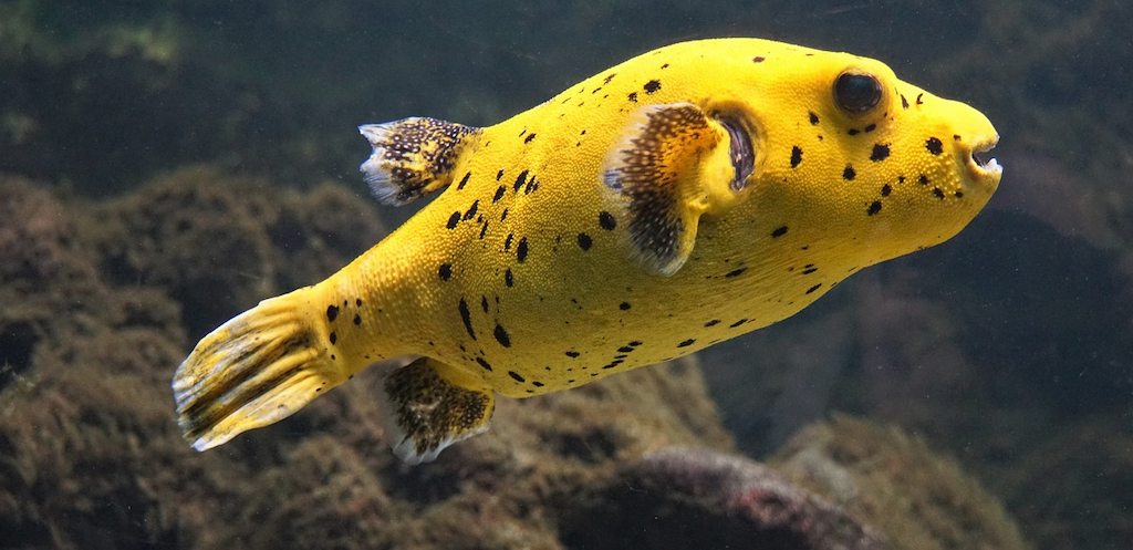 Ikan Hias Air Laut