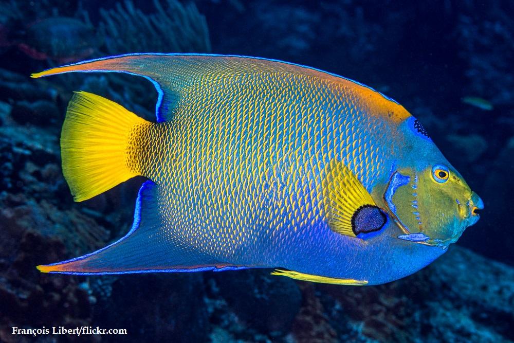 Ikan Queen Angelfish