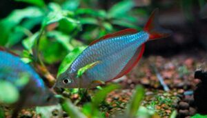Ikan Rainbow