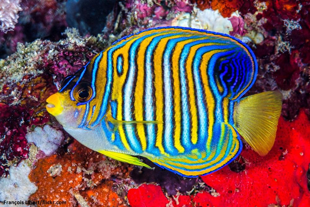 Regal Angelfish