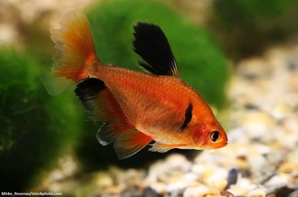 Ikan Serpae Tetra Slayer
