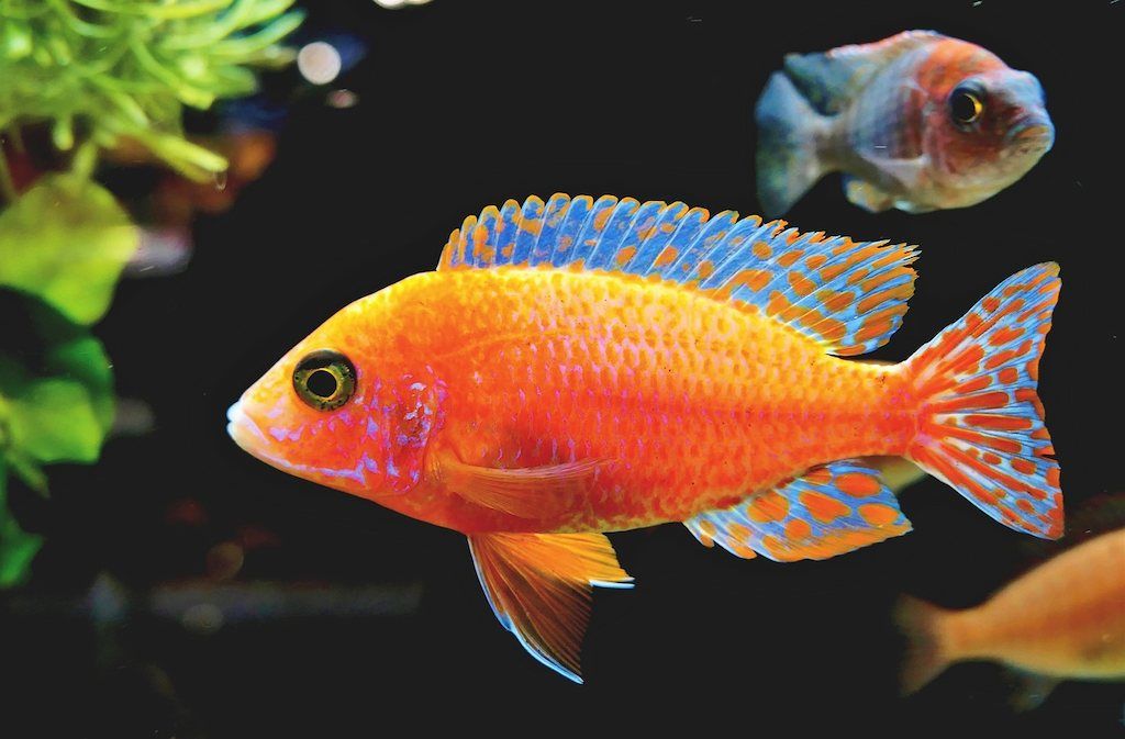 Ikan Hias Air Laut