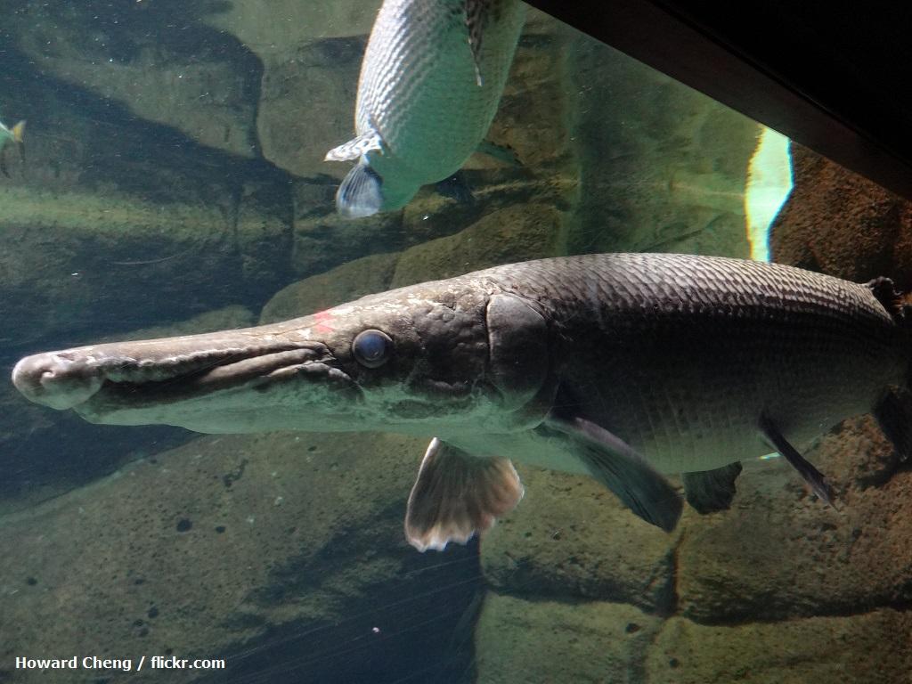 Jenis Ikan Aligator