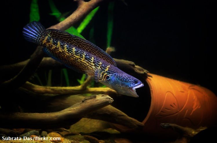 Jenis Ikan Channa Auranti