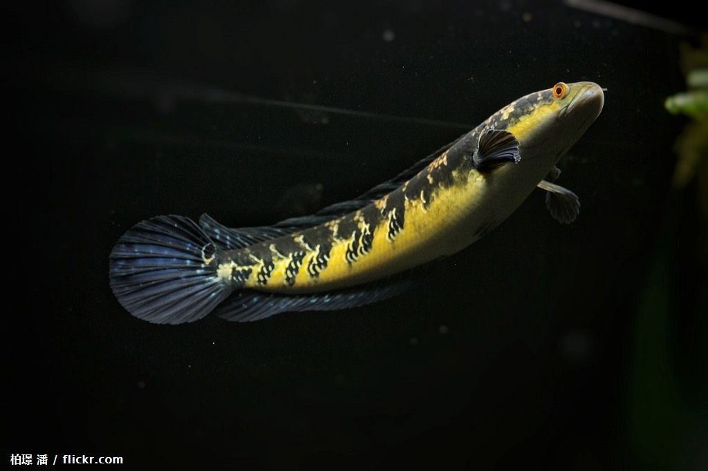 Jenis Ikan Channa Maru