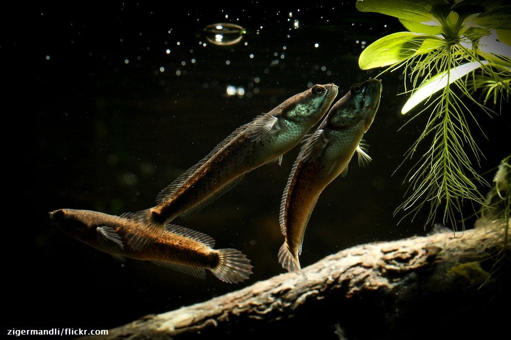 Jenis Ikan Channa Pulchra