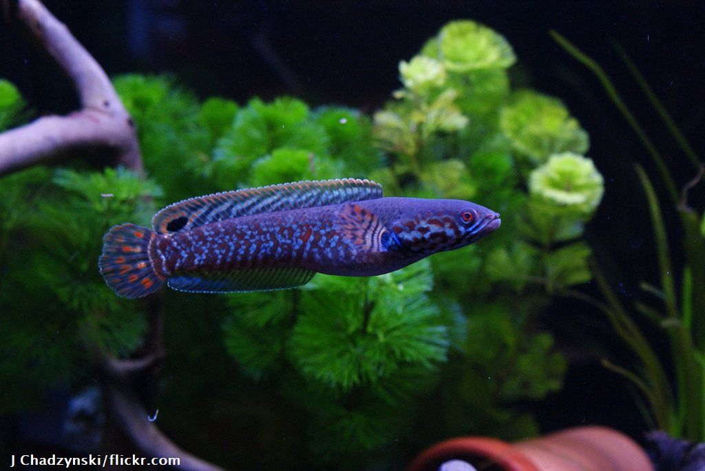 Jenis Ikan Channa dan Harganya