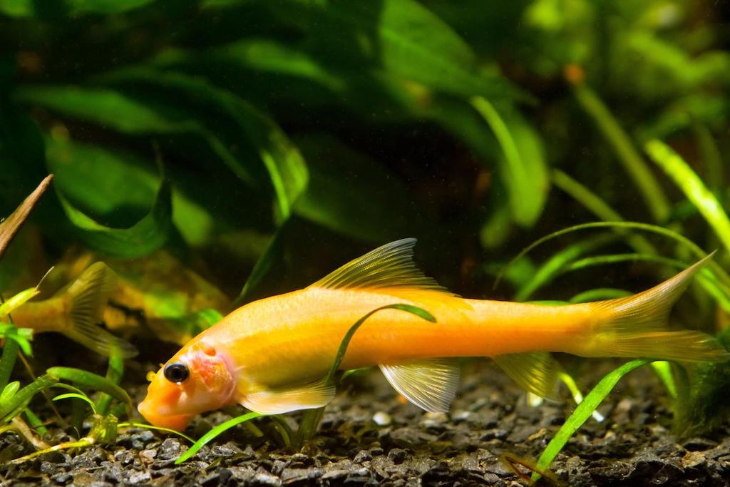 Jenis Ikan Chinese Algae Eater