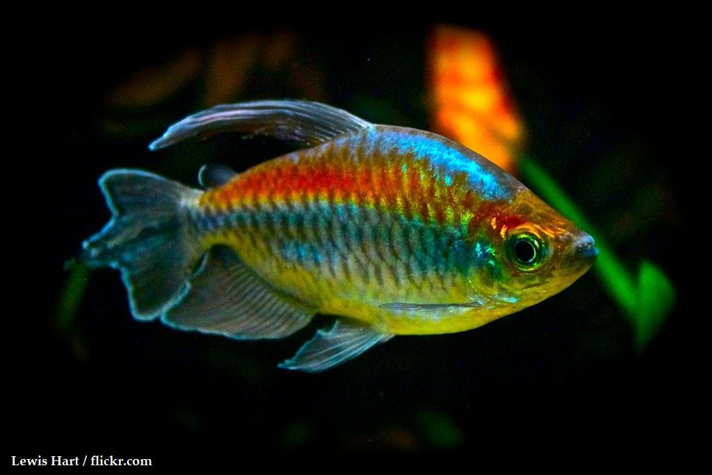 Jenis Ikan Congo Tetra