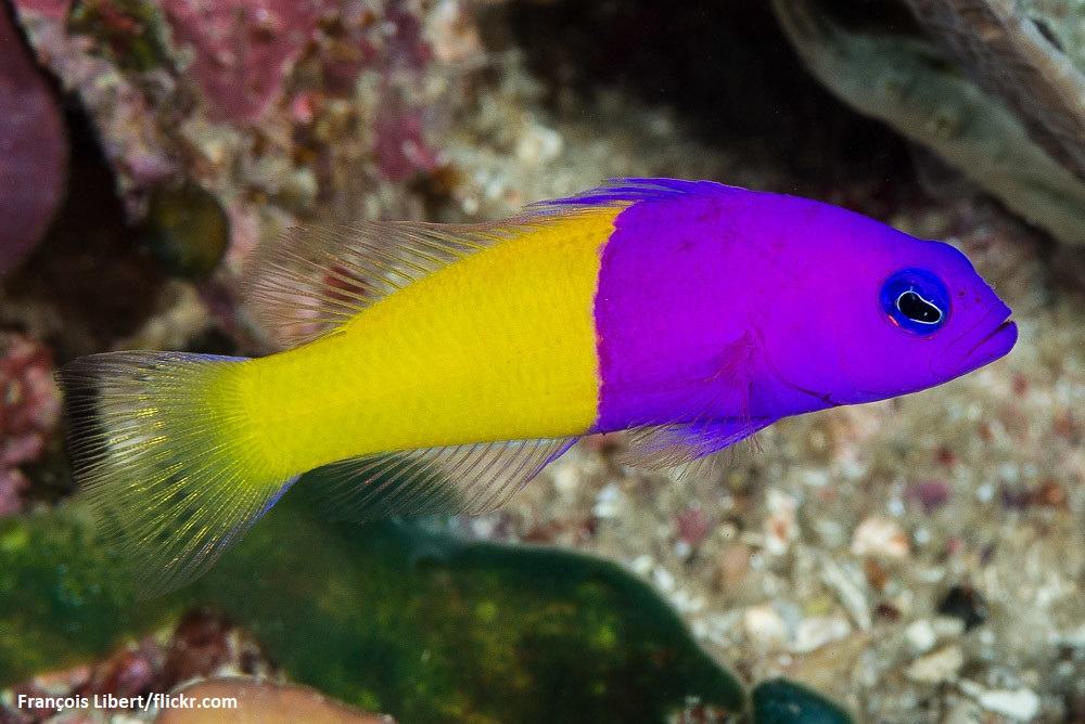 Jenis Ikan Dottyback