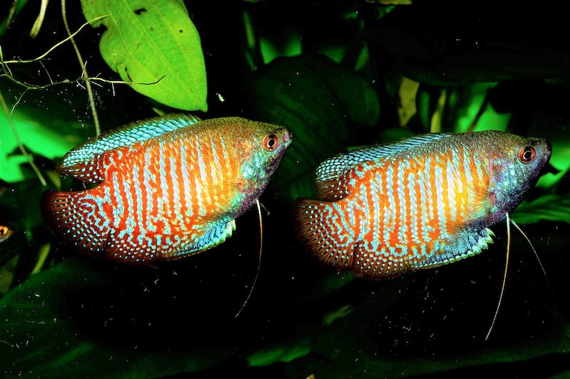 Jenis Ikan Dwarf Gourami