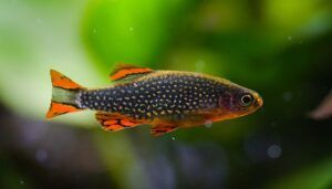 Jenis Ikan Galaxy Rasbora