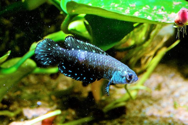 Jenis Ikan Killifish