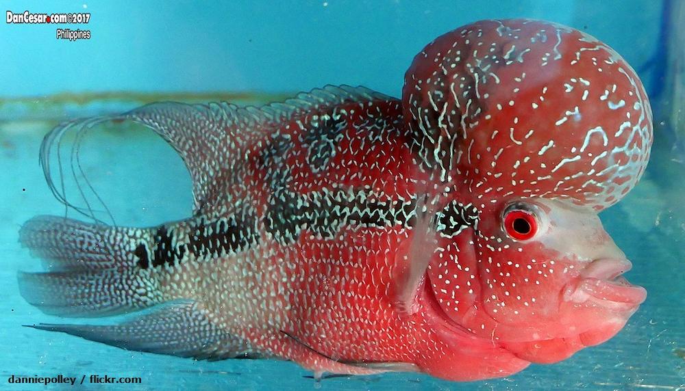 Jenis Ikan Louhan