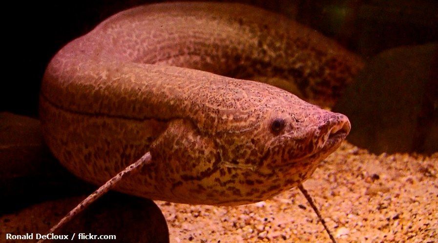 Jenis Ikan Lungfish