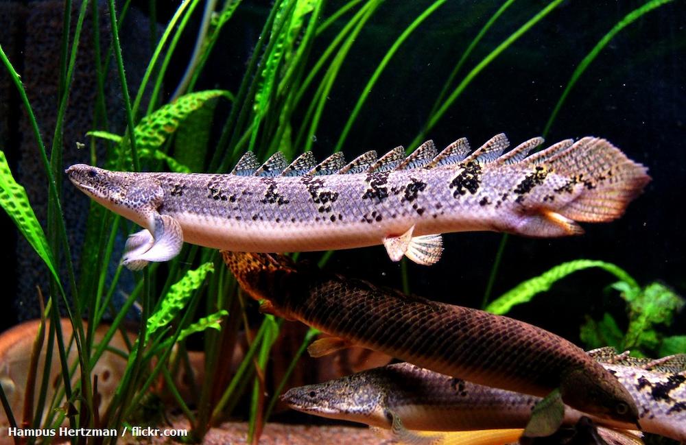 Jenis Ikan Palmas