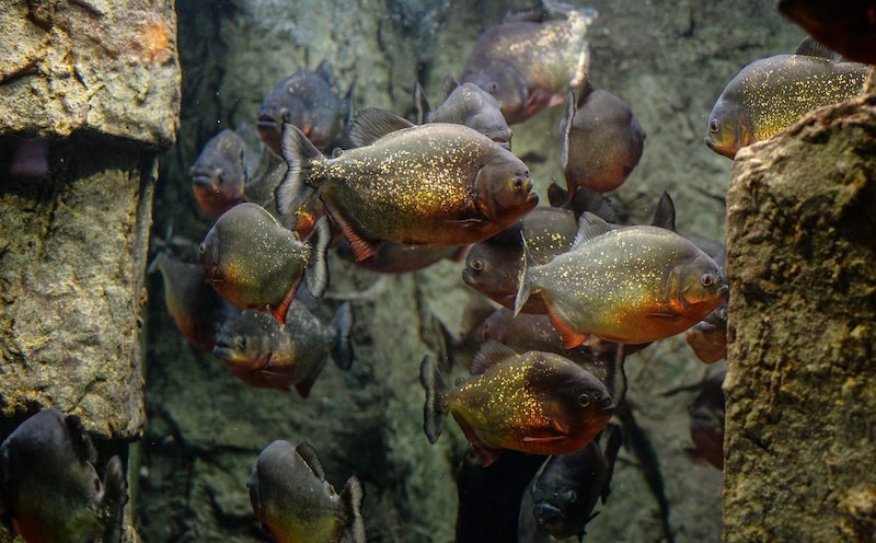 Ikan Predator Air Tawar
