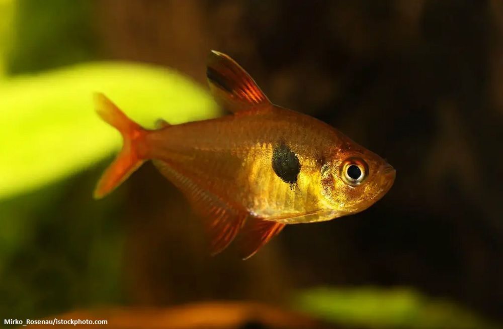 Jenis Ikan Serpae Tetra