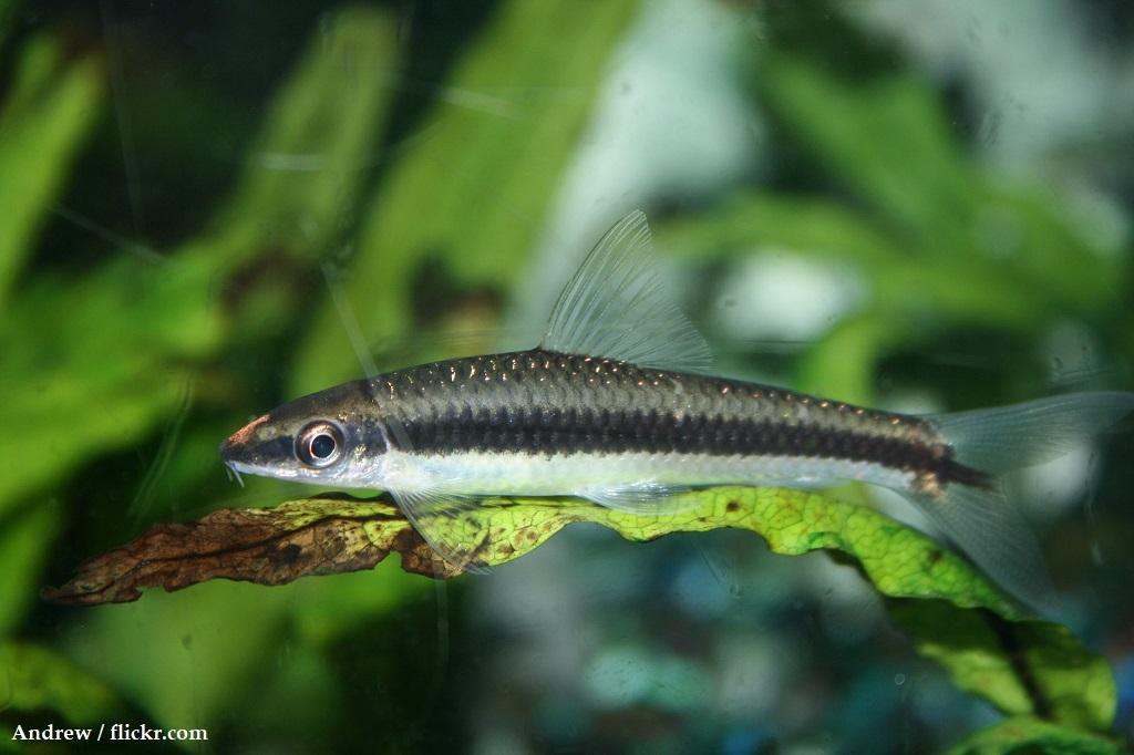 Jenis Ikan Siamese Algae Eater