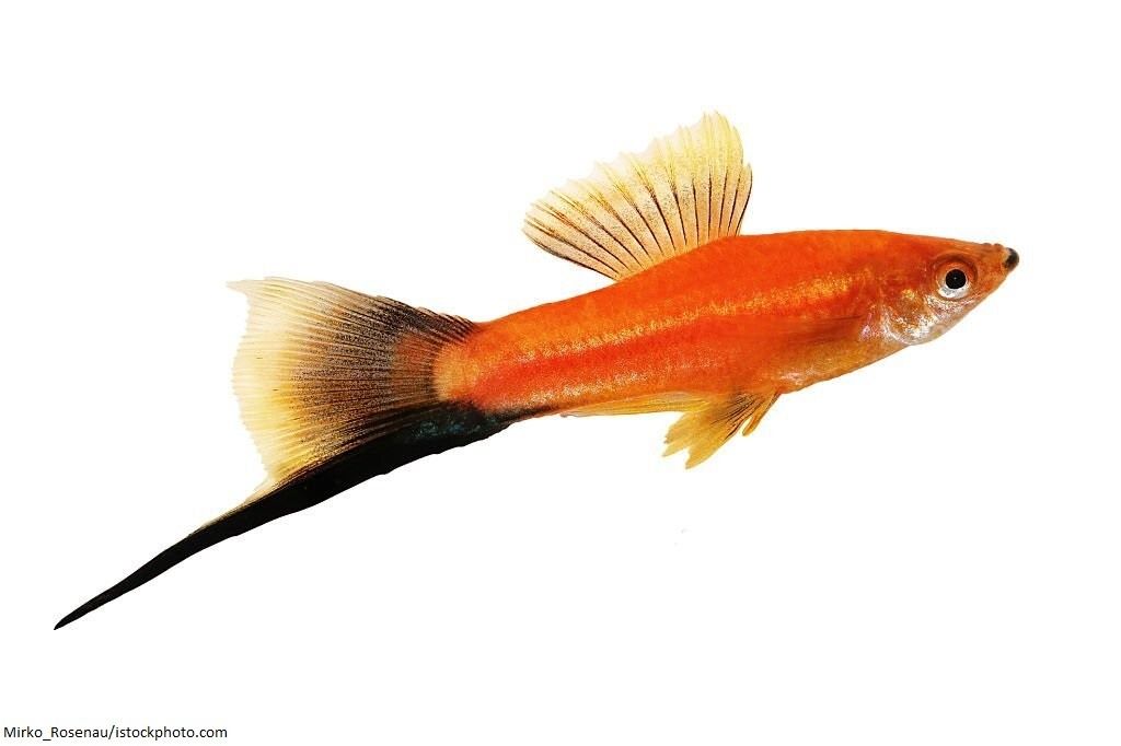 Ikan Swordtail