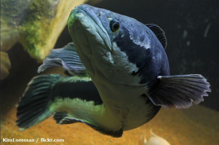 Jenis Ikan Toman