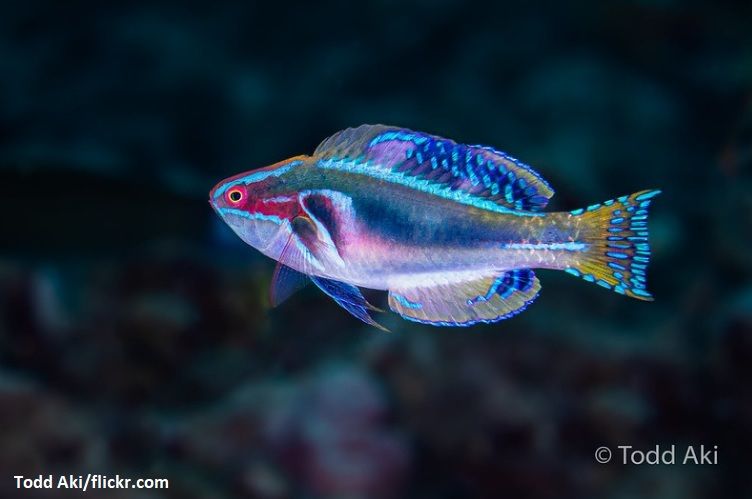 Jenis Ikan Wrasse