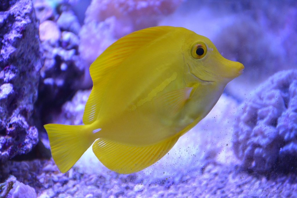 Jenis Ikan Yellow Tang