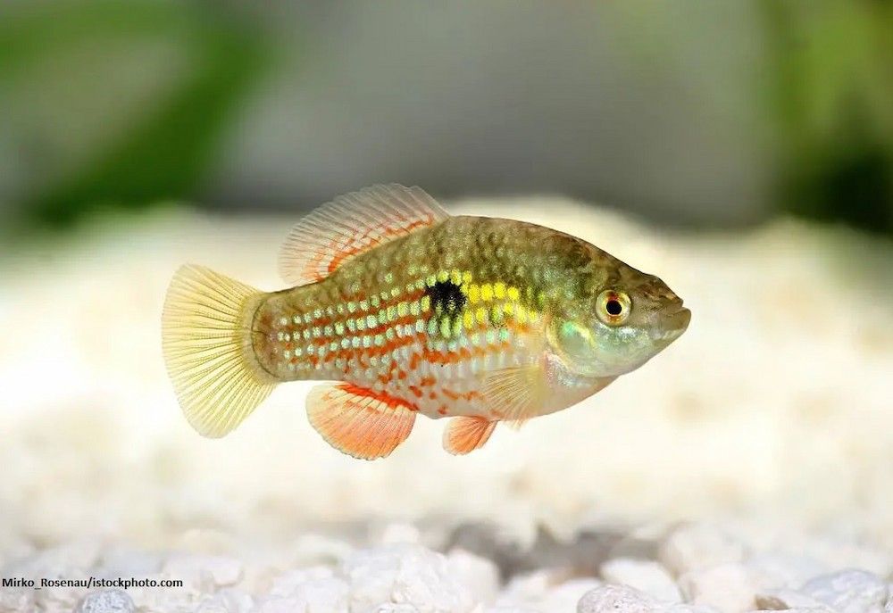Jenis Ikan Killifish