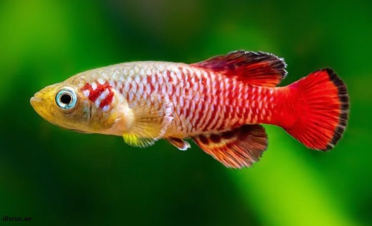 Jenis Ikan Killifish