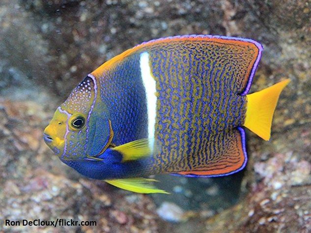 King Angelfish