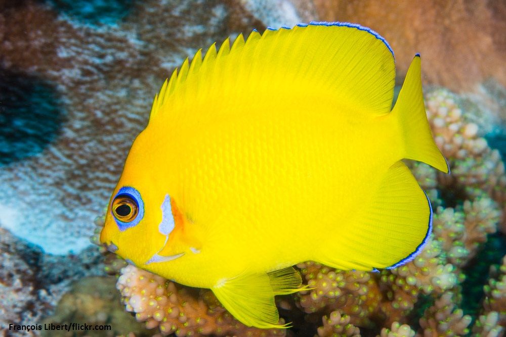 Lemonpeel Angelfish