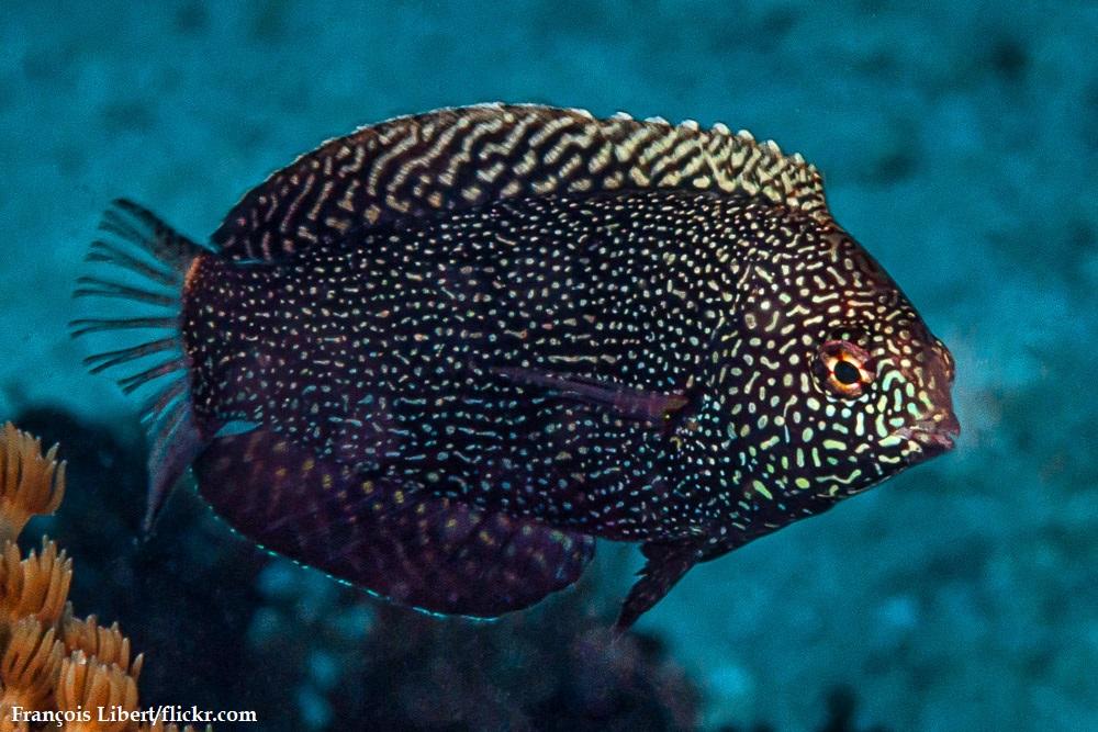 Ikan Wrasse