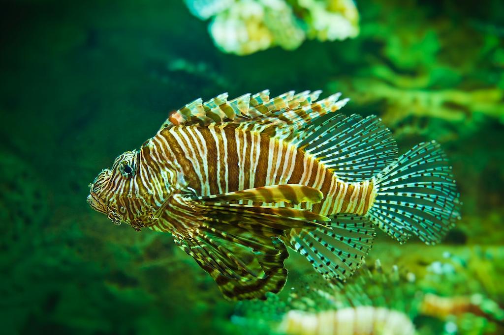Lion Fish