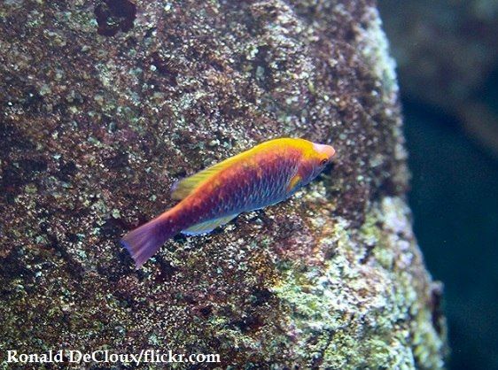 Ikan Wrasse