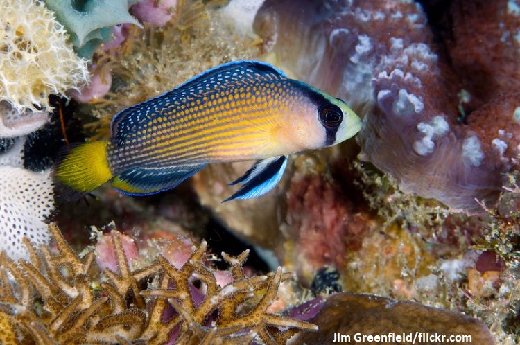 Ikan Dottyback