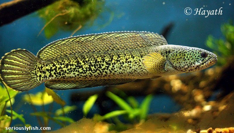 Cara Merawat Ikan Channa