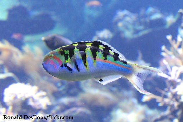 Makanan Ikan Wrasse